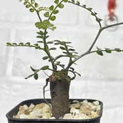 塊根植物】オペルクリカリアパキプス 根挿し パワータンク12 - メルカリ