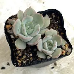 ラウリンゼ×ミニマ 抜き苗 多肉植物 エケベリア - メルカリ