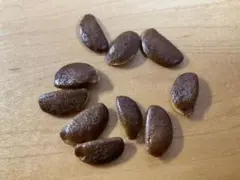 2026年最新】老爺柿種の人気アイテム - メルカリ