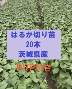 はるか切り苗 200本 茨城県産 PVP付き 紅はるか切り苗 20本 茨城県産 PVP付き - メルカリ