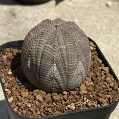 オベサ オールドオベサ 木質化 幅7cm ♂ 8稜 シンメトリカ ホリダ