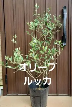 オリーブの古木 スペイン産 アルベキーナ 幹太 シンボルツリー 庭木