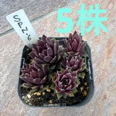 多肉植物 テクトラムレッドパープル センペルビウム - メルカリ