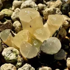 2025年最新】万象錦の人気アイテム - メルカリ