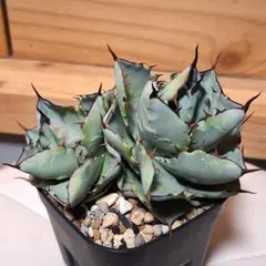 2025年最新】アガベ ハイブリットの人気アイテム - メルカリ