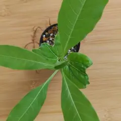 2026年最新】バオバブの木の人気アイテム - メルカリ