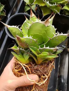 2026年最新】アガベ 白鯨 セットの人気アイテム - メルカリ