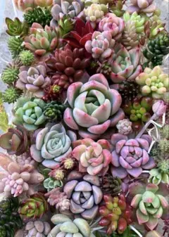 まぁちゃん様 リクエスト 2点 まとめ商品