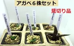 ゆきちゃん様 リクエスト 2点 まとめ商品