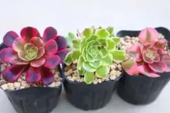 アエオニウム3品種セット「Pink Medusa &万彩灯&Medusa」