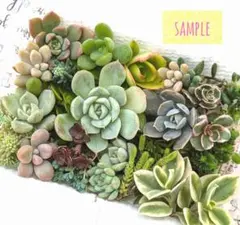 2025年最新】斑入り森村万年草の人気アイテム - メルカリ