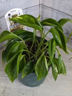 2025年最新】ポトス テルノの人気アイテム - メルカリ