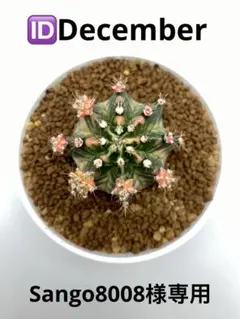 ASギムノカリキウム ミハノビッチ ID：T31115 大株サボテン - メルカリ