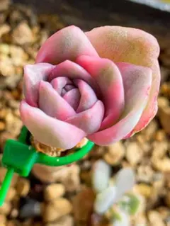 ラブリーローズ錦 虹斑入り 多肉植物 エケベリア - メルカリ