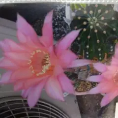 サーモンピンク短毛丸①　花サボテンのサムネイル