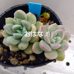 ꕤclara*様 リクエスト 6点 まとめ商品