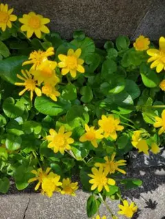 高橋保雄様 リクエスト 5点 まとめ商品