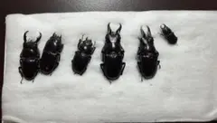 リュウキュウコクワ特大〜小9♂1♀ リュウキュウコクワ特大〜小9♂1♀ - メルカリ