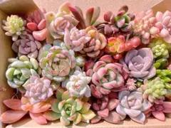 多肉植物　カット苗　詰め合わせ