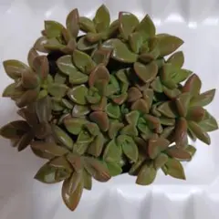 crea*様 リクエスト 2点 まとめ商品