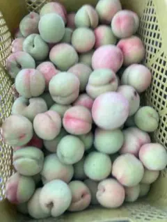 118特売季節限定福島県産若桃摘果桃硬桃シャキシャキ加工用10kg常温