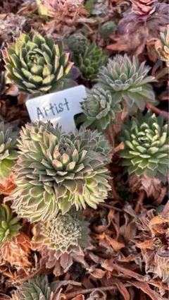 ショコラ(♡´︶`)ノ ..:*♪様 リクエスト 2点 まとめ商品