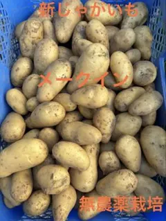 新じゃがいも じゃがいも ばれいしょ 野菜 10kg メークイン - メルカリ