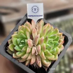 Top【選抜株】多肉植物 363932ピンク カメリア 80個 鉢無し/脱土