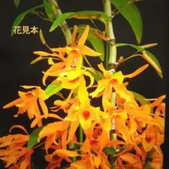 デンドロビューム　Chanthaboon Sunrise*C.B.*のサムネイル