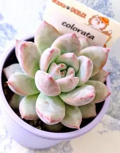 雪琉璃 札付き・抜き苗 メルカリ便 ファームパルクさん苗 2025年最新