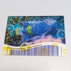 マリンマリンカード ＊シーラカンス＊ Amazon.co.jp: マリンマリンカード120Rシーラカンス カード 1枚