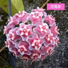 ホヤ サクララン 多肉植物 (1番)