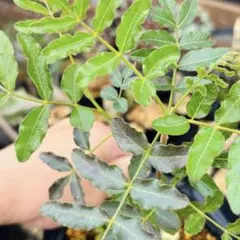 【希少】オペルクリカリア　ムルチジュガ　根挿し株　メルカリ便発送 希少】オペルクリカリア ムルチジュガ 根挿し株 メルカリ便発送