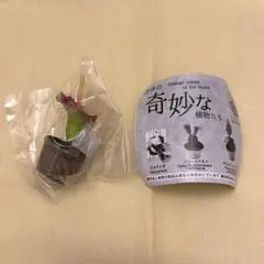 未開封】世界の奇妙な植物たちガチャ ショクダイオオコンニャク