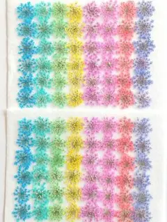 押し花 素材 レースフラワー No.32