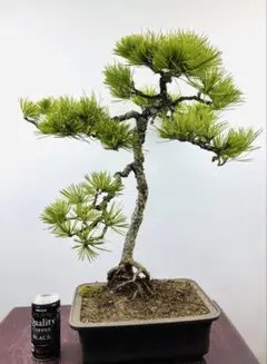 Ysh_sugawara69様 リクエスト 2点 まとめ商品