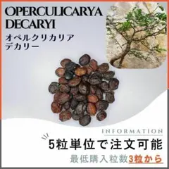 【種子】オペルクリカリア デカリー / セット割あり数量3粒から購入OKのサムネイル