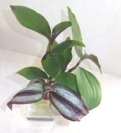 観葉植物 カット苗 4本セット 寄せ植え