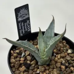 2025年最新】アガベシンプレックスの人気アイテム - メルカリ