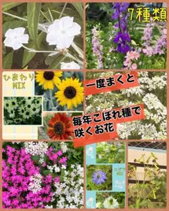 2026年最新】花 種 珍しいの人気アイテム - メルカリ