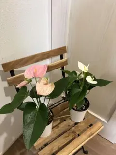 超レア♡ミニアンスリウム♡呂色♡2号♡ポットごと宅急便コンパクト