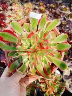 速達 chibimimi様 リクエスト 2点 まとめ商品