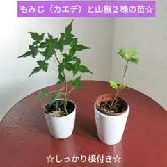 10苗】山椒 サンショウ 抜き苗 - メルカリ