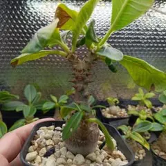 レア実生！ ガリエピナ ユーフォルビア 多肉植物 塊根植物 実生 - メルカリ