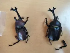 カブトムシフィギュア 2体セット