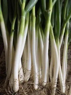 きみぽ様専用ページです