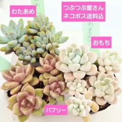 ⑭バブリー❣️おもち❣️わたあめ❣️発根済!つぶつぶ屋さん ネコポス送料込のサムネイル