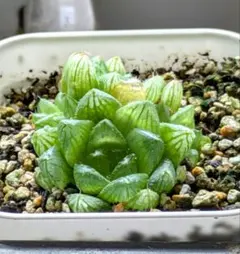 雪花コンプト 超美株 ハオルチア 観葉植物 38 - メルカリ