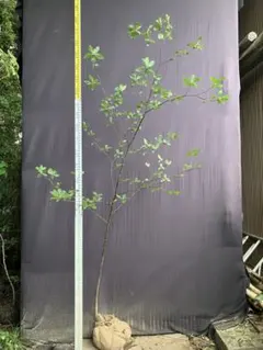 山採り　クロモジのサムネイル