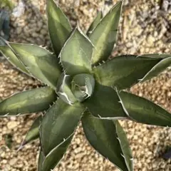 2025年最新】アガベ 帝釈天の人気アイテム - メルカリ